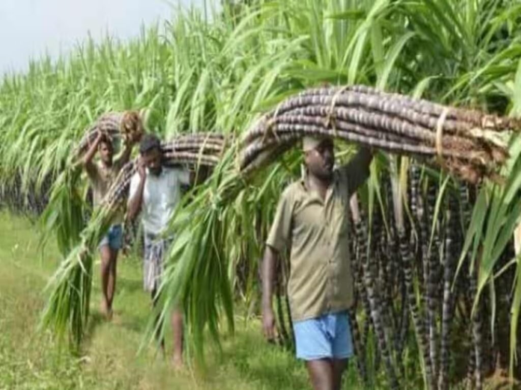गन्ना भुगतान