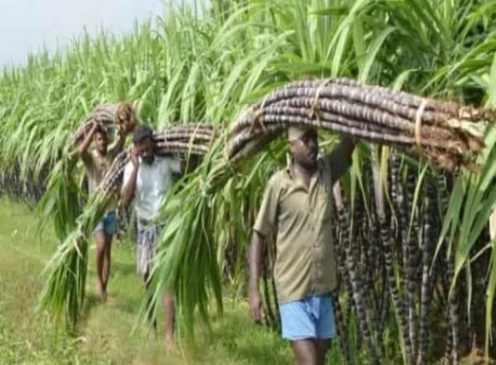 गन्ना भुगतान