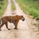 Corbett Tiger Reserve