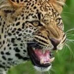 गुलदार का आतंक