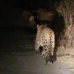 768-512-20439336-thumbnail-16x9-leo