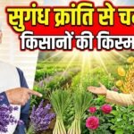 MP and former Chief Minister Trivendra Singh Rawat