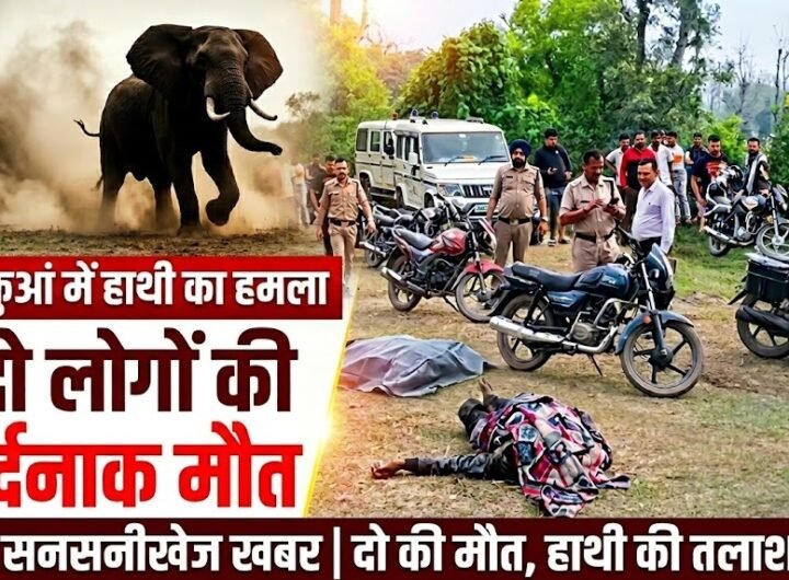 elephent
