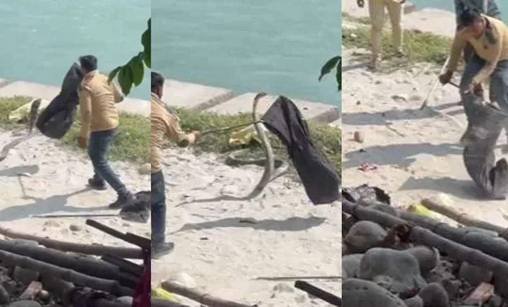 गंगा आरती स्थल पर 7 फीट का सांप दिखा