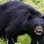 जंगली-भालू