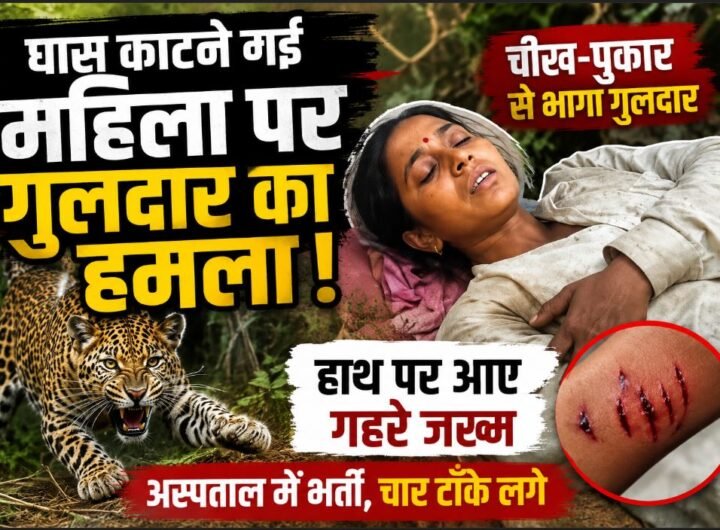 गुलदार का हमला