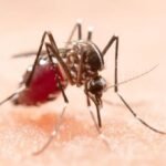 DENGUE